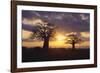 Baobab Trees in the Sunset-DLILLC-Framed Photographic Print