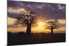 Baobab Trees in the Sunset-DLILLC-Mounted Photographic Print