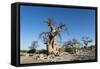 Baobab Trees, Kubu Island, Botswana-Paul Souders-Framed Stretched Canvas