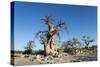 Baobab Trees, Kubu Island, Botswana-Paul Souders-Stretched Canvas