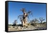 Baobab Trees, Kubu Island, Botswana-Paul Souders-Framed Stretched Canvas