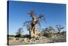 Baobab Trees, Kubu Island, Botswana-Paul Souders-Stretched Canvas