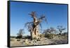 Baobab Trees, Kubu Island, Botswana-Paul Souders-Framed Stretched Canvas