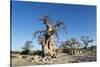 Baobab Trees, Kubu Island, Botswana-Paul Souders-Stretched Canvas