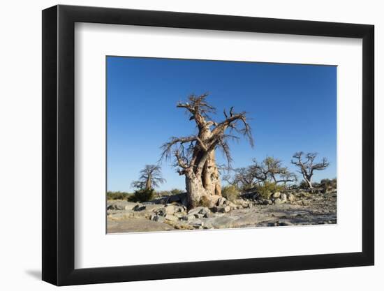 Baobab Trees, Kubu Island, Botswana-Paul Souders-Framed Premium Photographic Print