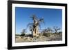 Baobab Trees, Kubu Island, Botswana-Paul Souders-Framed Photographic Print