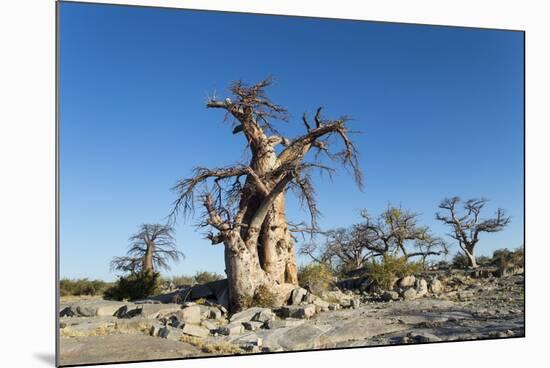 Baobab Trees, Kubu Island, Botswana-Paul Souders-Mounted Photographic Print
