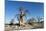 Baobab Trees, Kubu Island, Botswana-Paul Souders-Mounted Photographic Print