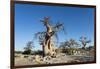 Baobab Trees, Kubu Island, Botswana-Paul Souders-Framed Photographic Print