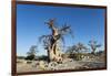 Baobab Trees, Kubu Island, Botswana-Paul Souders-Framed Photographic Print