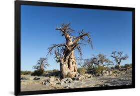Baobab Trees, Kubu Island, Botswana-Paul Souders-Framed Photographic Print