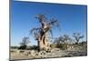 Baobab Trees, Kubu Island, Botswana-Paul Souders-Mounted Photographic Print