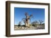 Baobab Trees, Kubu Island, Botswana-Paul Souders-Framed Photographic Print