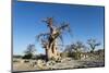 Baobab Trees, Kubu Island, Botswana-Paul Souders-Mounted Photographic Print