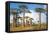 Baobab Trees, Morondava, Madagascar, Africa-Bruno Morandi-Framed Stretched Canvas