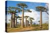 Baobab Trees, Morondava, Madagascar, Africa-Bruno Morandi-Stretched Canvas