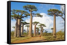 Baobab Trees, Morondava, Madagascar, Africa-Bruno Morandi-Framed Stretched Canvas