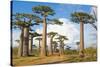 Baobab Trees, Morondava, Madagascar, Africa-Bruno Morandi-Stretched Canvas