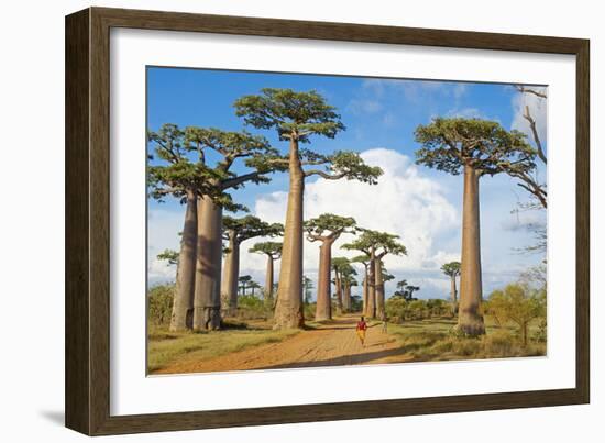 Baobab Trees, Morondava, Madagascar, Africa-Bruno Morandi-Framed Photographic Print