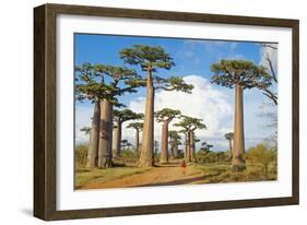 Baobab Trees, Morondava, Madagascar, Africa-Bruno Morandi-Framed Photographic Print