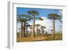 Baobab Trees, Morondava, Madagascar, Africa-Bruno Morandi-Framed Photographic Print