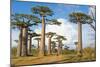 Baobab Trees, Morondava, Madagascar, Africa-Bruno Morandi-Mounted Photographic Print