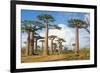 Baobab Trees, Morondava, Madagascar, Africa-Bruno Morandi-Framed Photographic Print