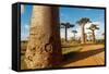 Baobab Trees, Morondava, Madagascar, Africa-Bruno Morandi-Framed Stretched Canvas