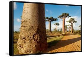 Baobab Trees, Morondava, Madagascar, Africa-Bruno Morandi-Framed Stretched Canvas