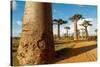 Baobab Trees, Morondava, Madagascar, Africa-Bruno Morandi-Stretched Canvas