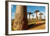 Baobab Trees, Morondava, Madagascar, Africa-Bruno Morandi-Framed Photographic Print