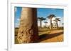 Baobab Trees, Morondava, Madagascar, Africa-Bruno Morandi-Framed Photographic Print