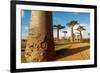 Baobab Trees, Morondava, Madagascar, Africa-Bruno Morandi-Framed Photographic Print