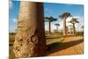 Baobab Trees, Morondava, Madagascar, Africa-Bruno Morandi-Mounted Photographic Print