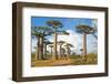 Baobab Trees, Morondava, Madagascar, Africa-Bruno Morandi-Framed Photographic Print