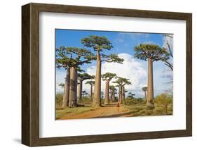 Baobab Trees, Morondava, Madagascar, Africa-Bruno Morandi-Framed Photographic Print