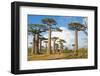 Baobab Trees, Morondava, Madagascar, Africa-Bruno Morandi-Framed Photographic Print