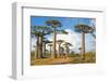 Baobab Trees, Morondava, Madagascar, Africa-Bruno Morandi-Framed Photographic Print