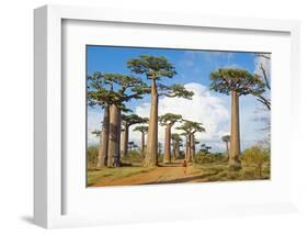 Baobab Trees, Morondava, Madagascar, Africa-Bruno Morandi-Framed Photographic Print