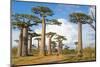 Baobab Trees, Morondava, Madagascar, Africa-Bruno Morandi-Mounted Photographic Print