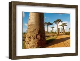 Baobab Trees, Morondava, Madagascar, Africa-Bruno Morandi-Framed Photographic Print