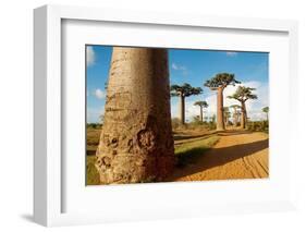 Baobab Trees, Morondava, Madagascar, Africa-Bruno Morandi-Framed Photographic Print