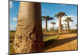 Baobab Trees, Morondava, Madagascar, Africa-Bruno Morandi-Mounted Photographic Print