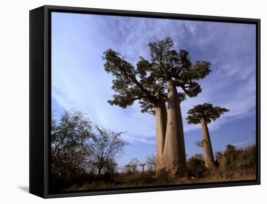 Baobab, Western Dry Forest, Morondava, Madagascar-Pete Oxford-Framed Stretched Canvas