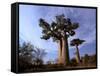 Baobab, Western Dry Forest, Morondava, Madagascar-Pete Oxford-Framed Stretched Canvas