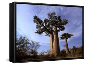 Baobab, Western Dry Forest, Morondava, Madagascar-Pete Oxford-Framed Stretched Canvas