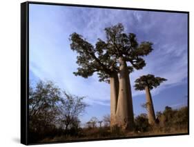 Baobab, Western Dry Forest, Morondava, Madagascar-Pete Oxford-Framed Stretched Canvas