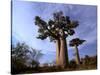 Baobab, Western Dry Forest, Morondava, Madagascar-Pete Oxford-Stretched Canvas