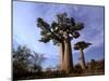 Baobab, Western Dry Forest, Morondava, Madagascar-Pete Oxford-Mounted Premium Photographic Print