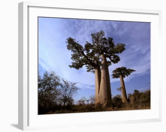 Baobab, Western Dry Forest, Morondava, Madagascar-Pete Oxford-Framed Photographic Print